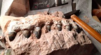Fósseis de Dinossauros em São Paulo! A descobertas na Rodovia