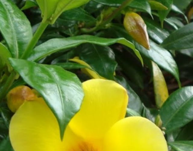 cropped-Planta-Amarela.png