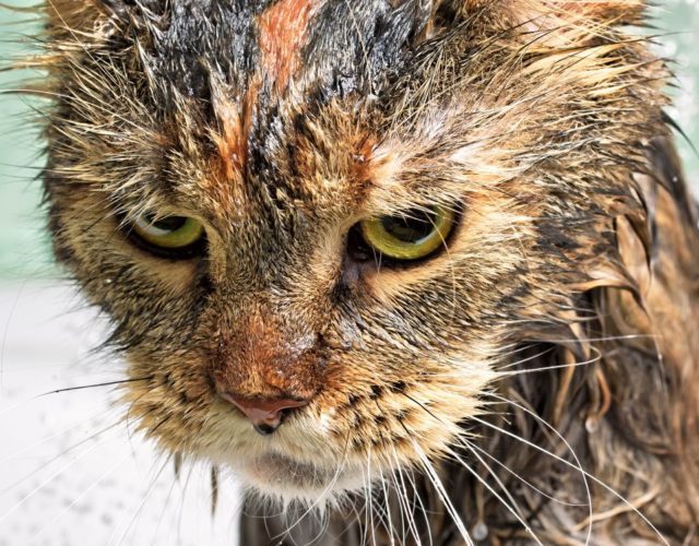 cropped-banho-em-gato.jpg